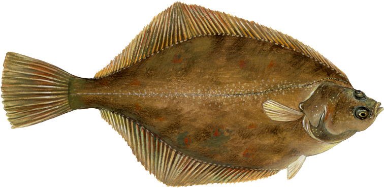 Flounder – Fishprep