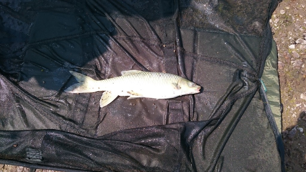 Grass carp