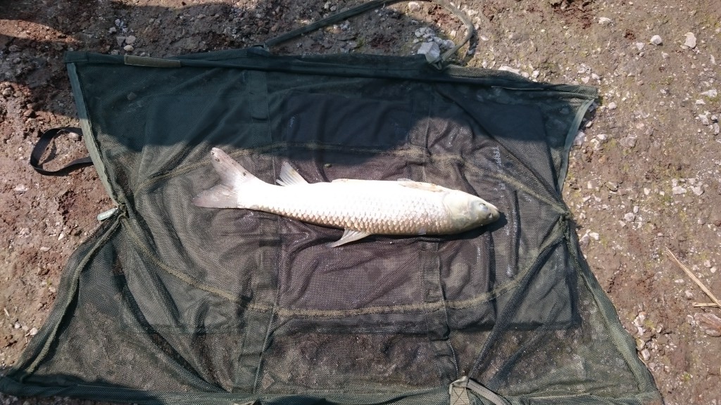 Grass carp