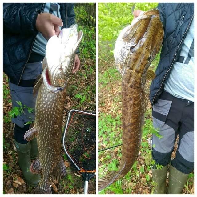 Pike