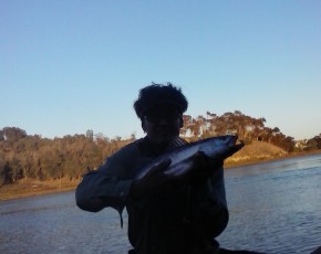 Corvina