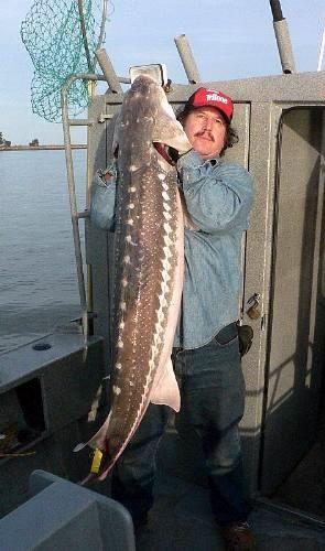 White sturgeon