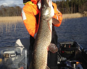 Pike