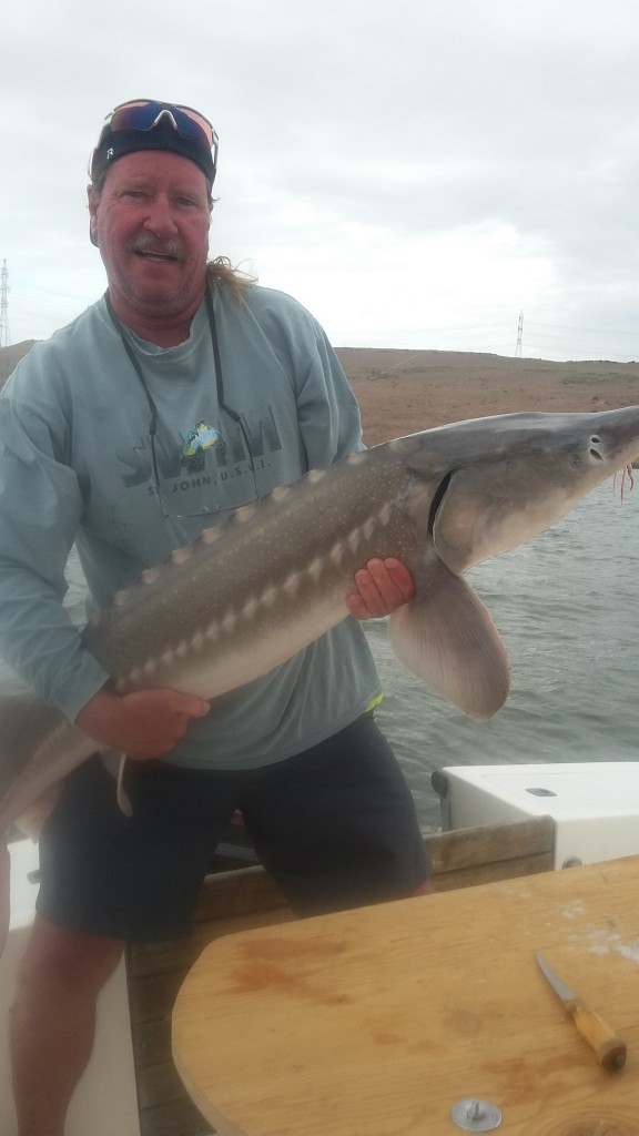 Sturgeon