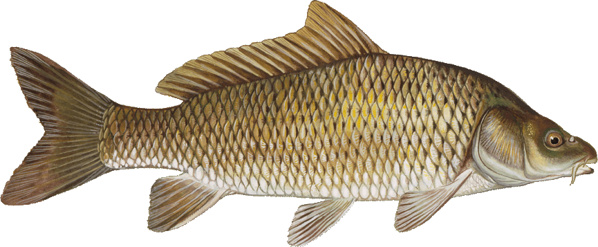 Common Carp – Fishprep