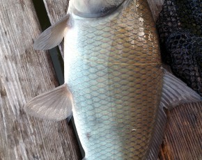 Sheepshead