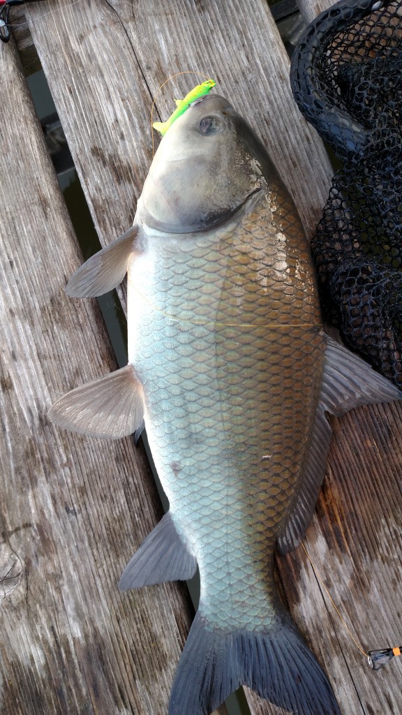 Sheepshead