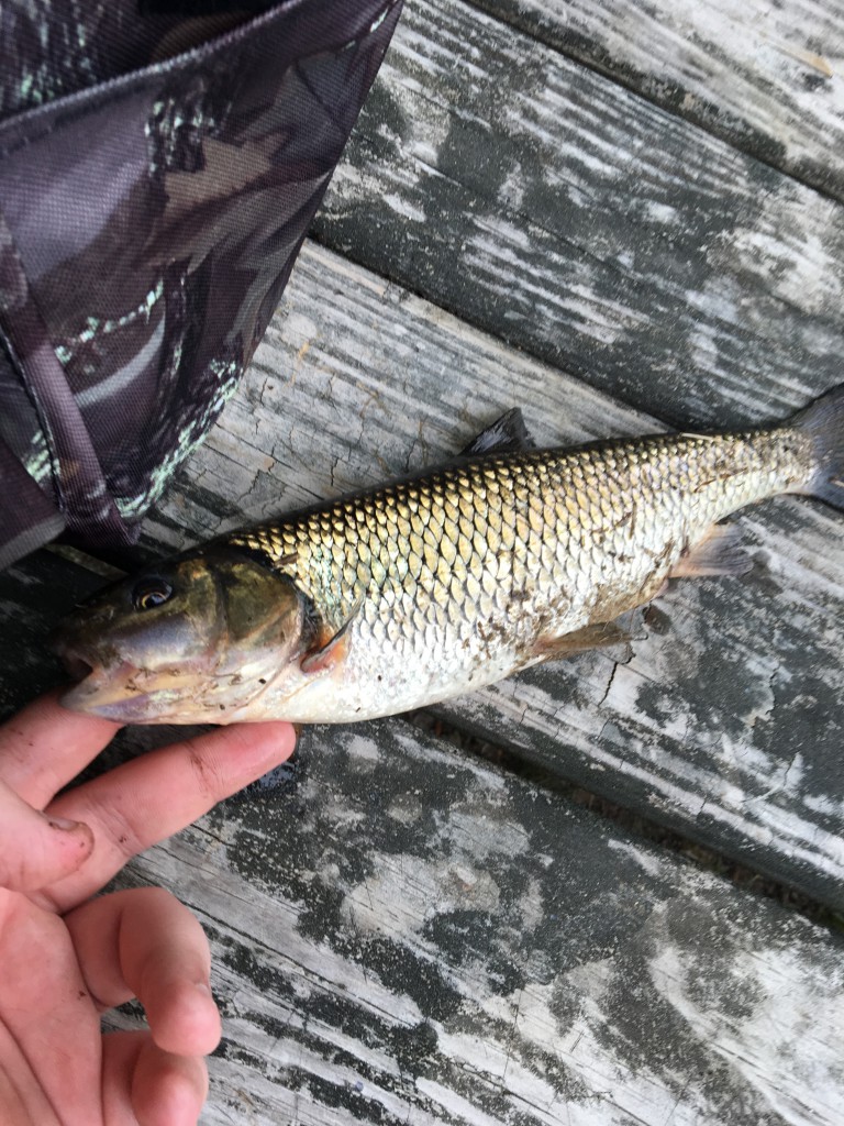 Grass carp