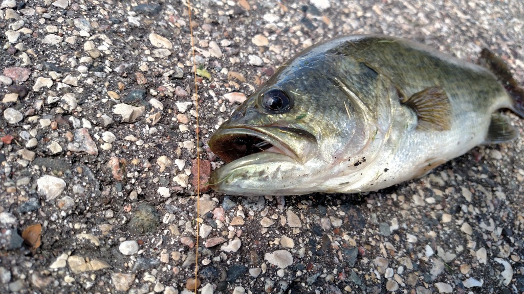 Large-mouth bass