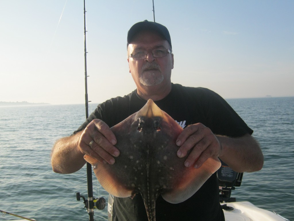 Thornback ray