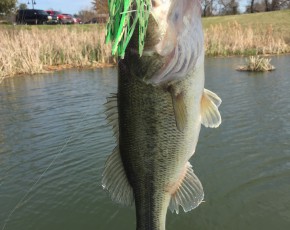 Large-mouth bass