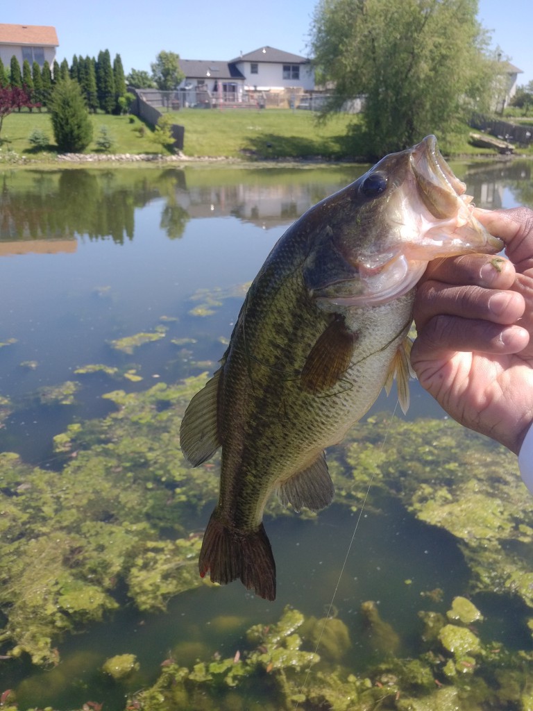 Spotted bass