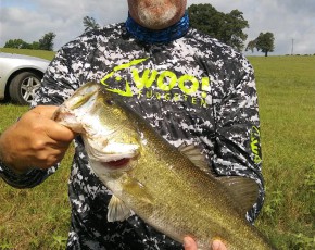 Largemouth bass