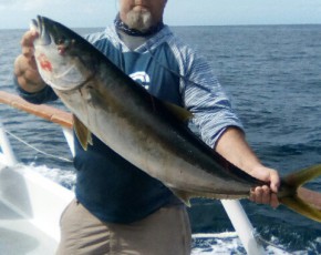 Yellowtail amberjack