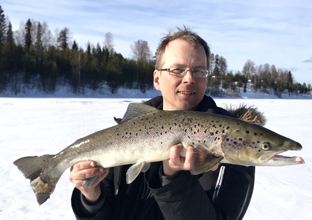 Atlantic Salmon